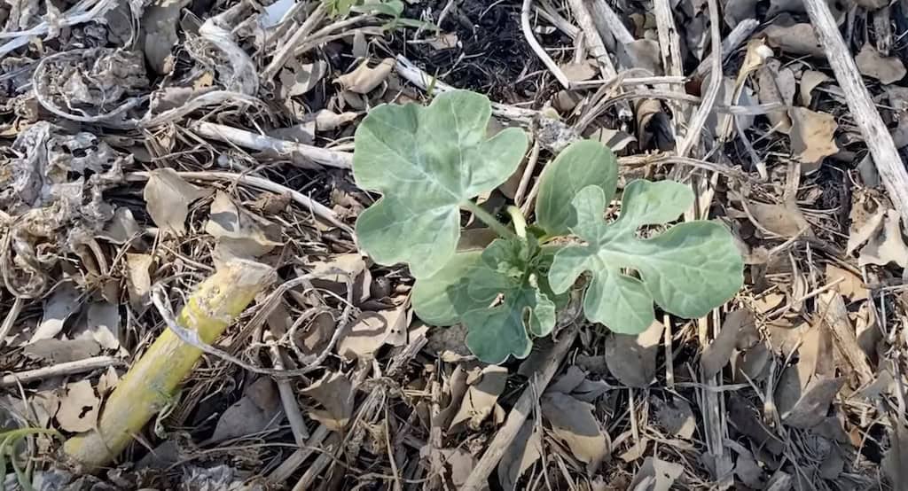 Growing watermelons